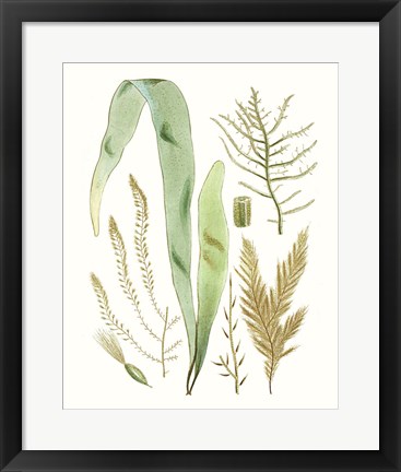 Framed Antique Seaweed Composition II Print