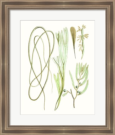 Framed Antique Seaweed Composition III Print