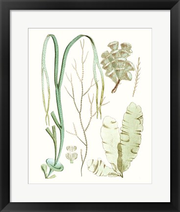 Framed Antique Seaweed Composition IV Print