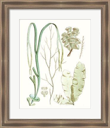 Framed Antique Seaweed Composition IV Print
