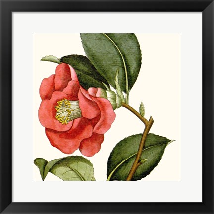 Framed Cropped Antique Botanical III Print