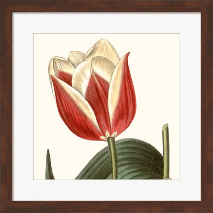 Framed Cropped Antique Botanical IV Print