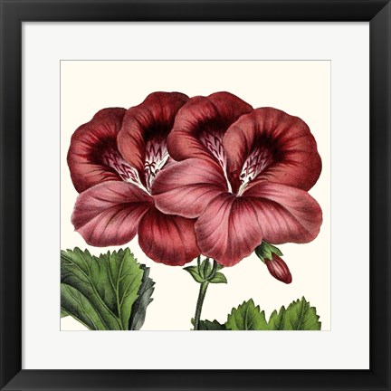 Framed Cropped Antique Botanical IX Print