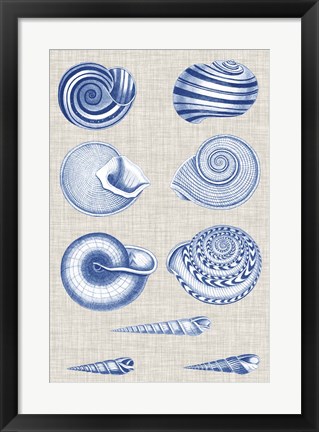 Framed Navy &amp; Linen Shells V Print