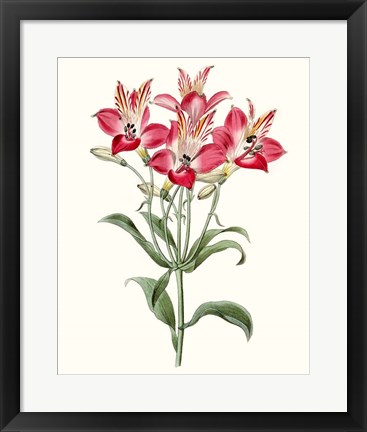 Framed Roseate Blooms I Print