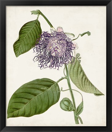 Framed Vintage Passionflower I Print