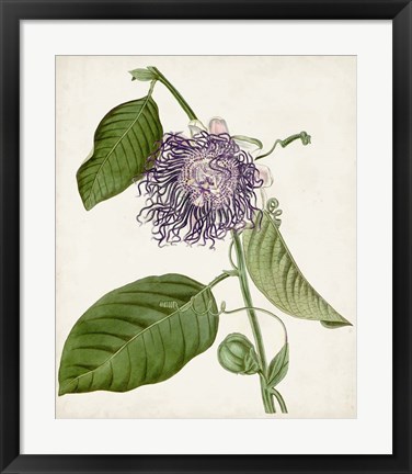 Framed Vintage Passionflower I Print