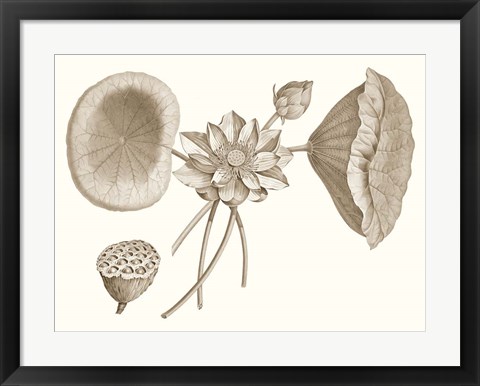 Framed Sepia Water Lily I Print