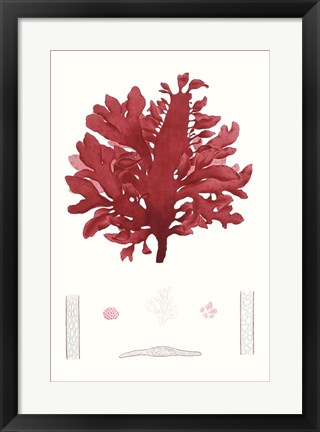 Framed Striking Seaweed I Print