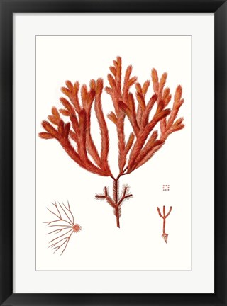 Framed Striking Seaweed II Print