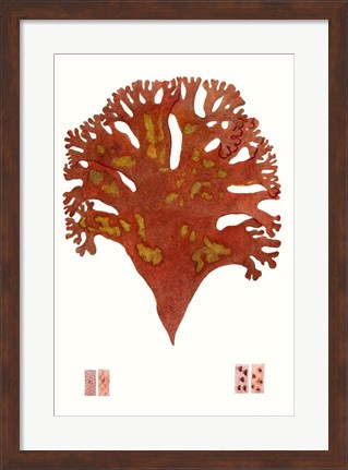 Framed Striking Seaweed III Print