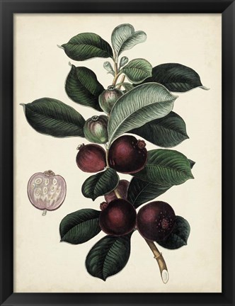 Framed Antique Foliage &amp; Fruit I Print