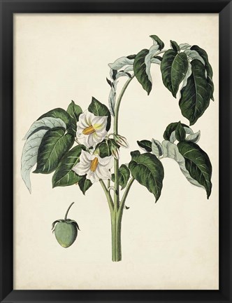 Framed Antique Foliage &amp; Fruit II Print