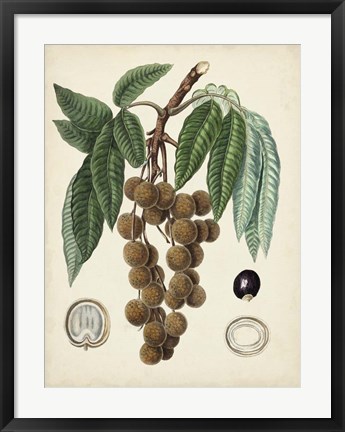 Framed Antique Foliage &amp; Fruit III Print