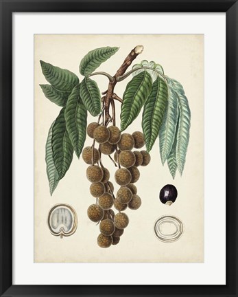 Framed Antique Foliage &amp; Fruit III Print