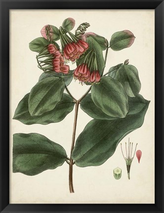 Framed Antique Foliage &amp; Fruit IV Print