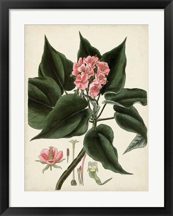 Framed Antique Foliage &amp; Fruit V Print