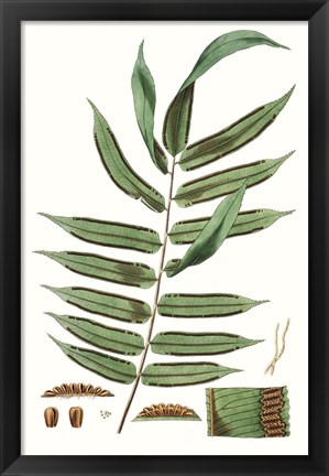 Framed Fern Foliage I Print