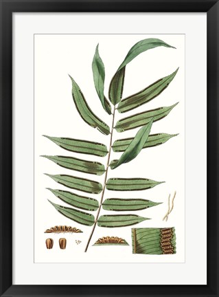 Framed Fern Foliage I Print