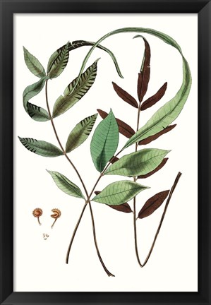 Framed Fern Foliage II Print