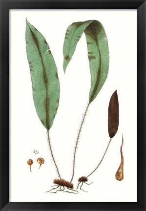 Framed Fern Foliage III Print