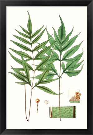 Framed Fern Foliage IV Print