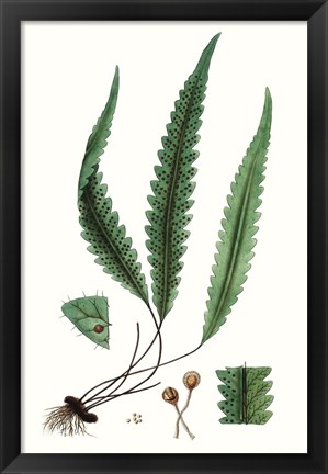 Framed Fern Foliage V Print