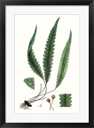 Framed Fern Foliage V Print