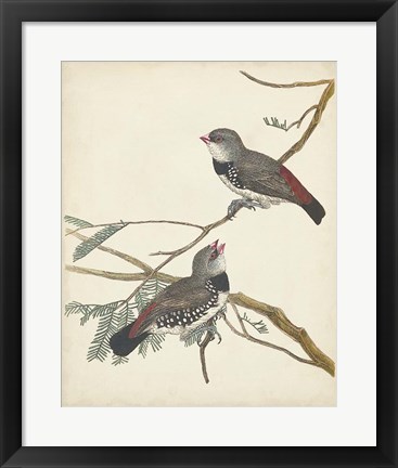 Framed Graceful Birds I Print