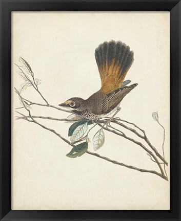 Framed Graceful Birds II Print