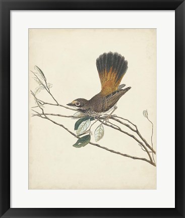 Framed Graceful Birds II Print