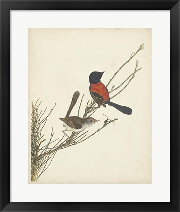 Framed Graceful Birds III Print