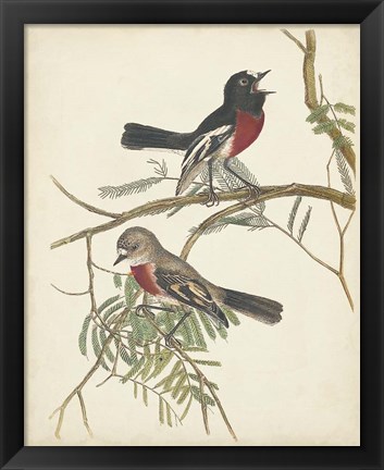 Framed Graceful Birds IV Print