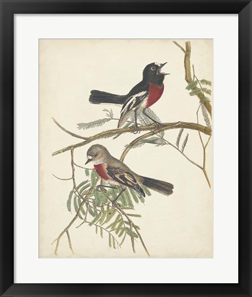 Framed Graceful Birds IV Print