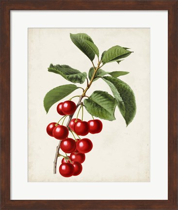 Framed Antique Fruit II Print