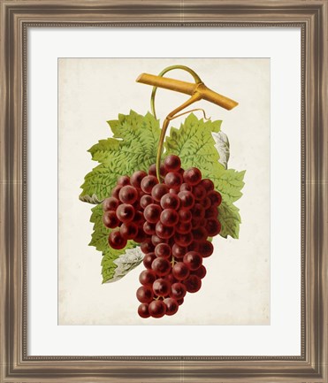 Framed Antique Fruit III Print