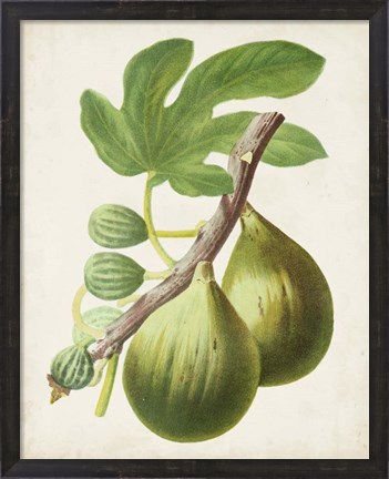 Framed Antique Fruit IV Print