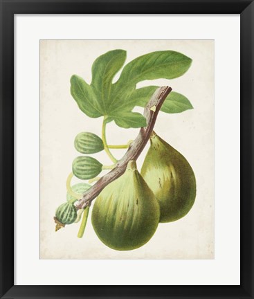 Framed Antique Fruit IV Print