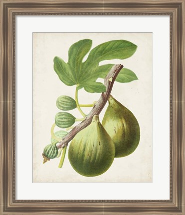 Framed Antique Fruit IV Print