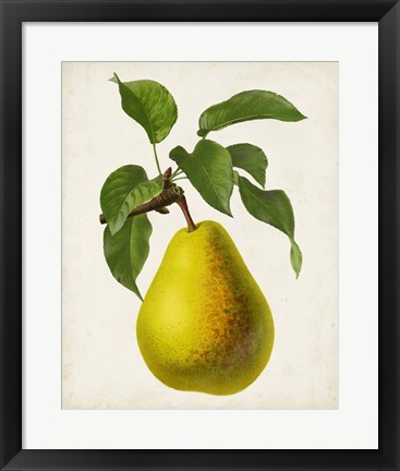 Framed Antique Fruit VII Print