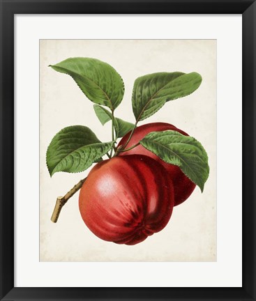 Framed Antique Fruit X Print