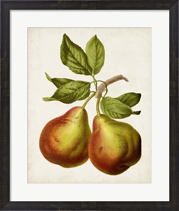 Framed Antique Fruit XI Print