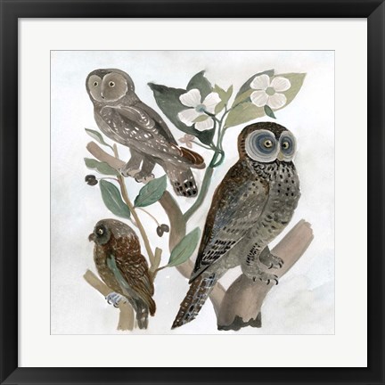 Framed Traditional Owls II Print