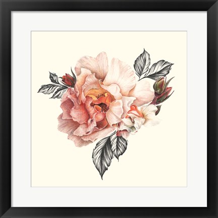 Framed Light of Day Rose I Print