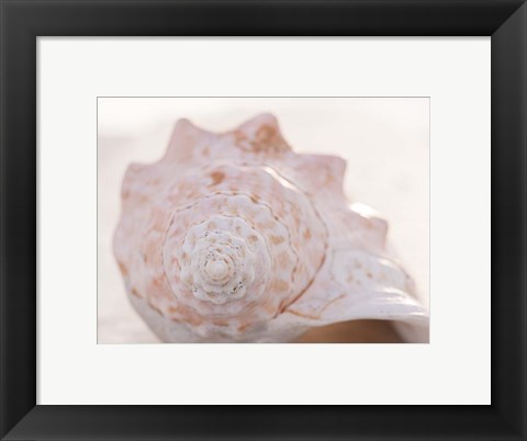 Framed Shell Portrait I Print