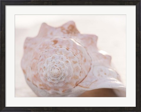 Framed Shell Portrait I Print