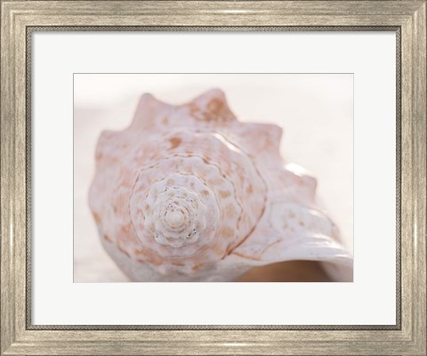 Framed Shell Portrait I Print