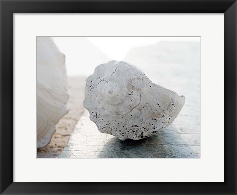 Framed Shell Portrait II Print