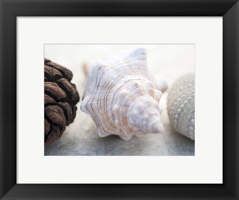 Framed Shell Portrait III Print