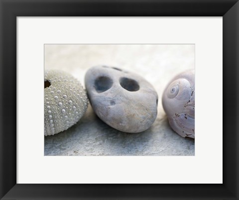 Framed Shell Portrait IV Print